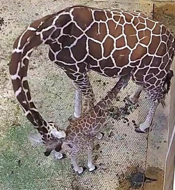 Obwohl die Mutter sich um das junge Giraffenmädchen sorgte, nahm dieses nicht an Gewicht zu. | Foto: Tiergarten Schönbrunn 