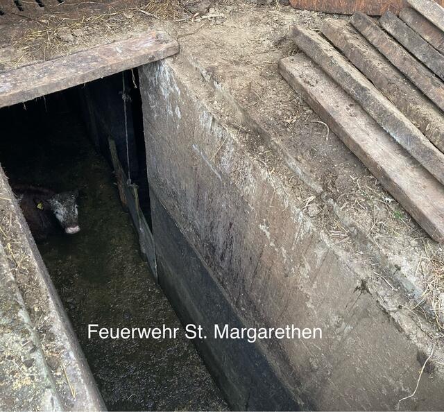 Bei der Ankunft am Einsatzort stellte sich heraus, dass ein Rind in eine Güllegrube gefallen ist. | Foto: FF St. Margarethen 