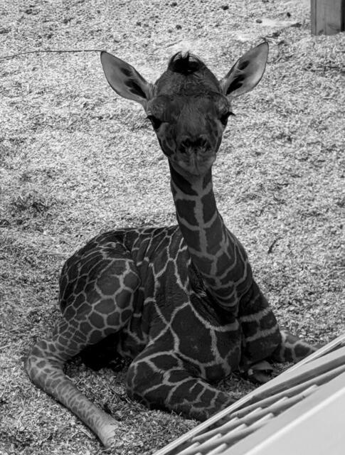 Traurige Nachrichten aus dem Tiergarten Schönbrunn: Das Giraffen-Baby, das am 14. November geboren wurde, ist gestorben. | Foto: Tiergarten Schönbrunn