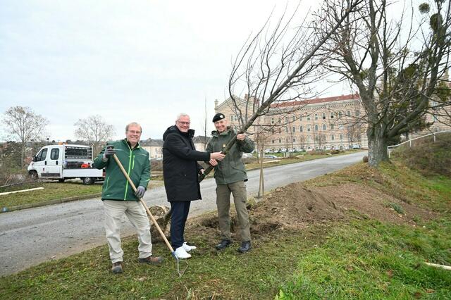 Stadtgärtner Stefan Ferschich, Bürgermeister Thomas Steiner und Militärkommandant Gernot Gasser.  | Foto: Eisenstadt