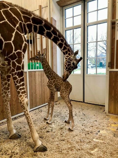 Dem Giraffenbaby im Schönbrunner Tiergarten ging es gesundheitlich nicht gut. Jetzt ist es gestorben.  | Foto: Tiergarten Schönbrunn