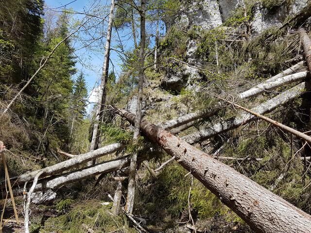 Windwürfe aber auch Felsstürze haben die Roßlochklamm unbegehbar gemacht. | Foto: Steininger