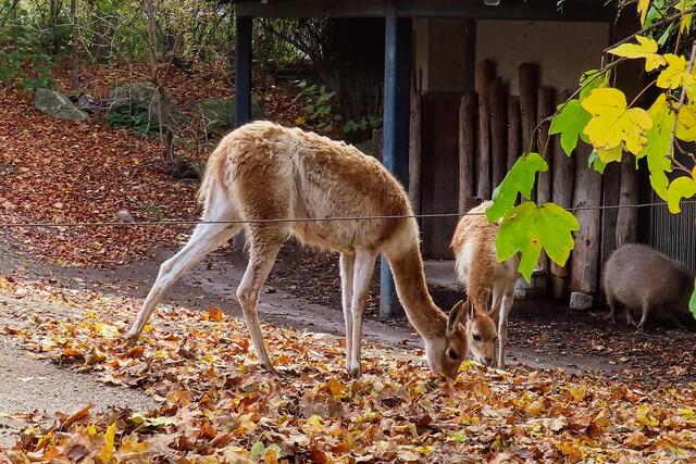 Vikunjas und Wasserschweine ließen sich im Südamerika-Park bereitwillig fotografieren