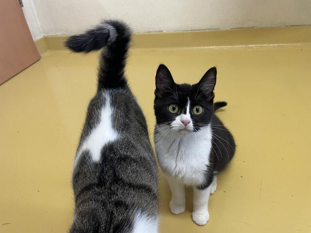 Nur im Duo abzugeben: Gemeinsam mit 20 Familienmitgliedern wurden die Katzen-Schwestern Marie und Adelaide aus schwierigen Verhältnissen gerettet. | Foto: Tierheim Linz