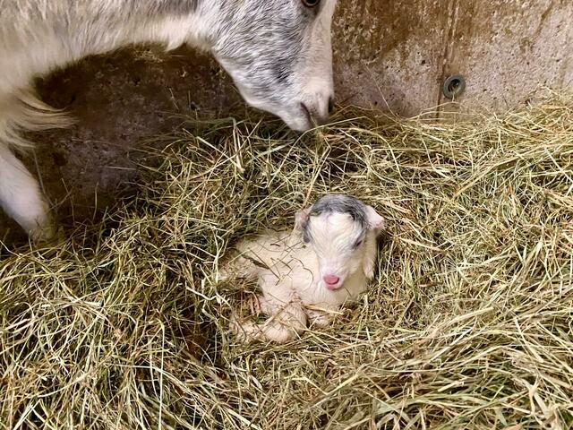 Das kleine Ziegen-Baby erfreut gerade den Zoo Schmiding, wo es gestern zur Welt gekommen ist. | Foto: Zoo Schmiding