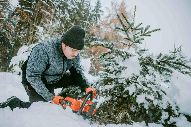 Bei "Garten und Landschaft" werden die Christbäume das ganze Jahr über von und mit Menschen mit Behinderung gehegt und gepflegt. | Foto: Ness Rubey
