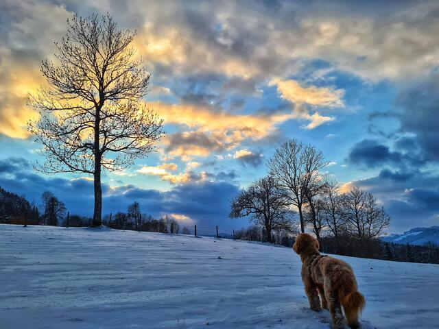 frostige Winterzeit, Schneewandern mit Hund, Reinsberg | Foto: Christian Hahn