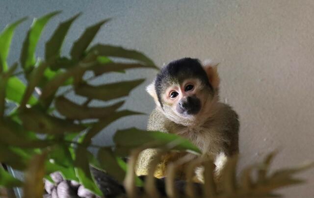 Zuckersüß: Schon bald sollen noch weitere Tiere hinzukommen. | Foto: Zoo Linz