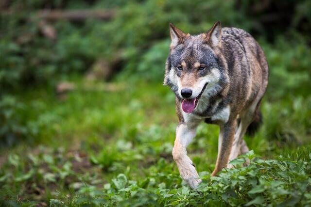 Der Wolf muss voraussichtlich bald auf seinen „streng geschützt“-Status verzichten. | Foto: Lightpoet/PantherMedia