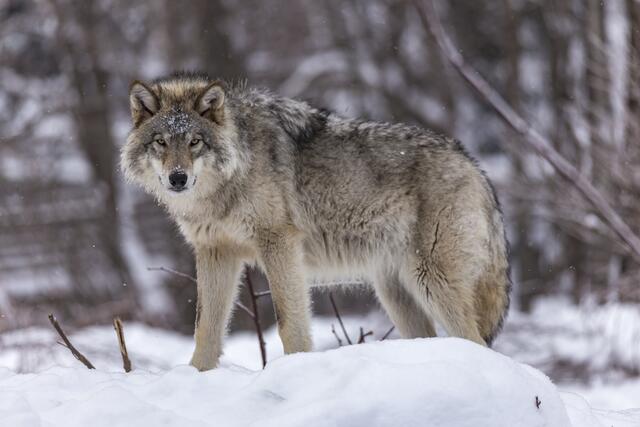 Eine Änderung der Berner Konvention könnte ein weiterer Schritt zum Senken des Schutzstatus des Wolfes sein. | Foto: josefpittner/PantherMedia