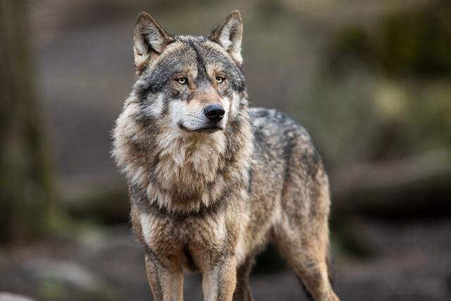 Die Herabsetzung des Schutzstatus des Wolfes spaltet die Gemüter. (Symbolfoto) | Foto: stock.adobe.com/at/AB Photography
