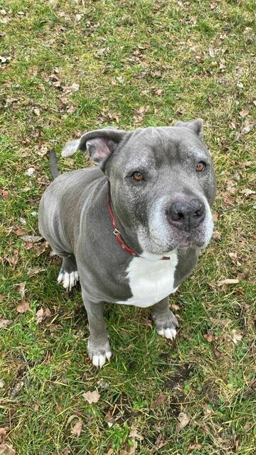 Wer hat ein Herz für den unglaublich lieben Tiger und gibt ihm ein Zuhause?  | Foto: Arche Wels