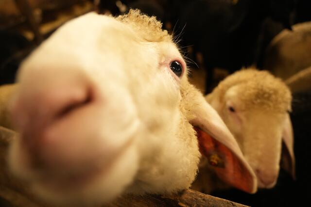 Foto: Julia Perktold