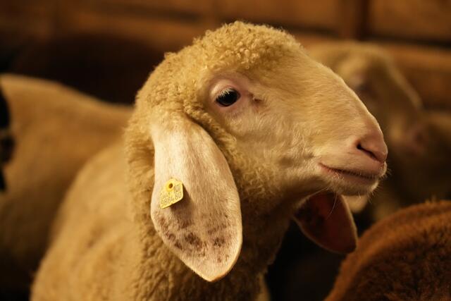 Foto: Julia Perktold