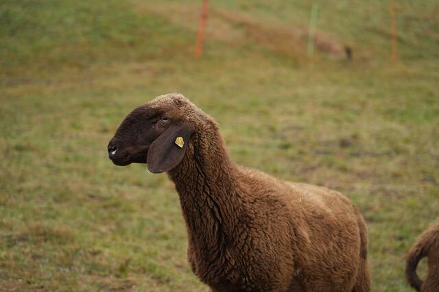 Foto: Julia Perktold