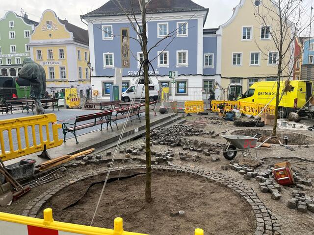 Der erste der 20 Bäume am Schärdinger Stadtplatz wurde am Dienstagvormittag gepflanzt.  | Foto: Stadtgemeinde Schärding