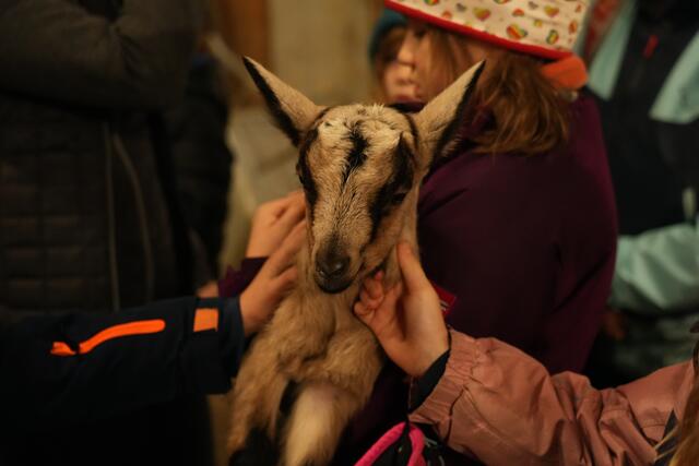 Foto: Julia Perktold