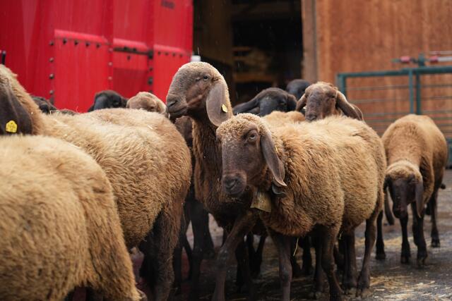 Foto: Julia Perktold