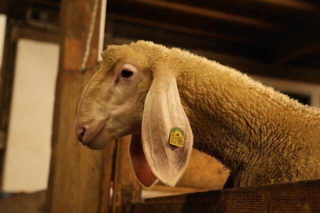 Foto: Julia Perktold