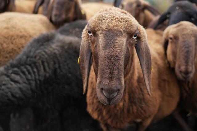 Foto: Julia Perktold