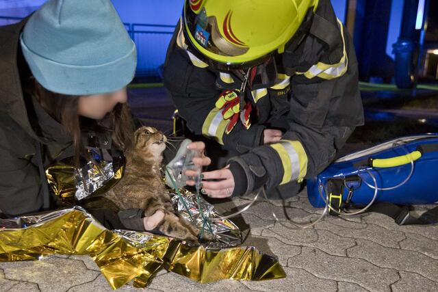 Sauerstoff für die Katze | Foto: BFKDO BADEN / Stefan Schneider