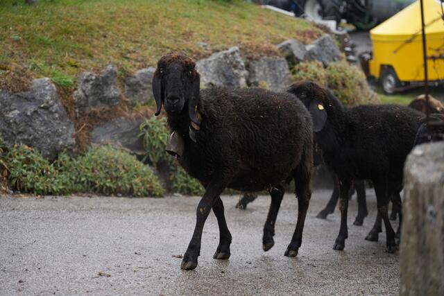 Foto: Julia Perktold