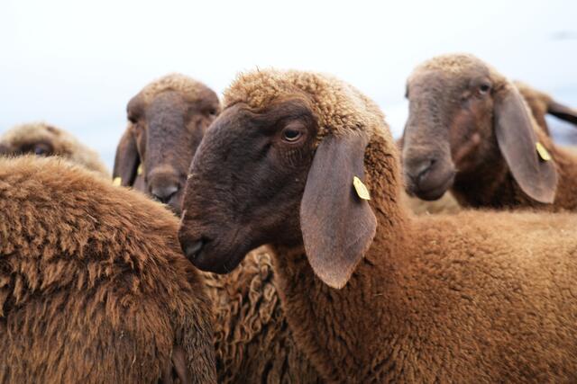 Foto: Julia Perktold