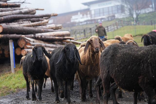 Foto: Julia Perktold