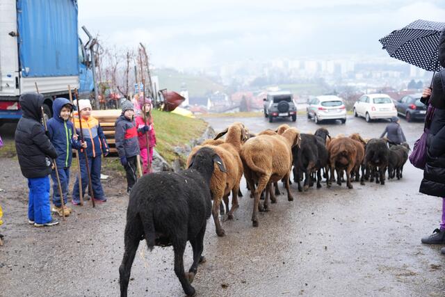 Foto: Julia Perktold