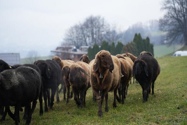 Foto: Julia Perktold