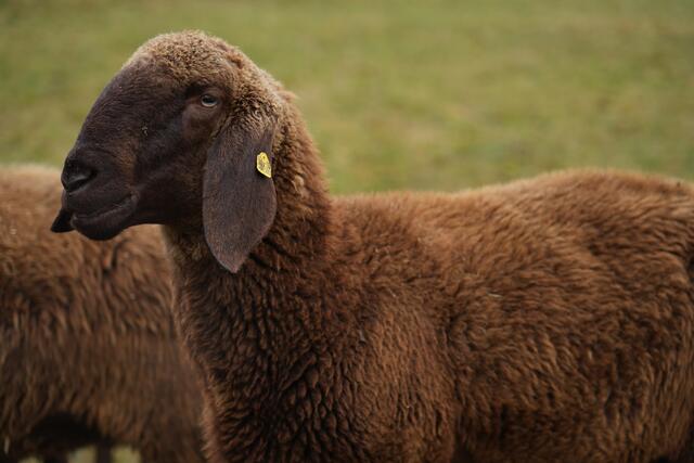 Foto: Julia Perktold