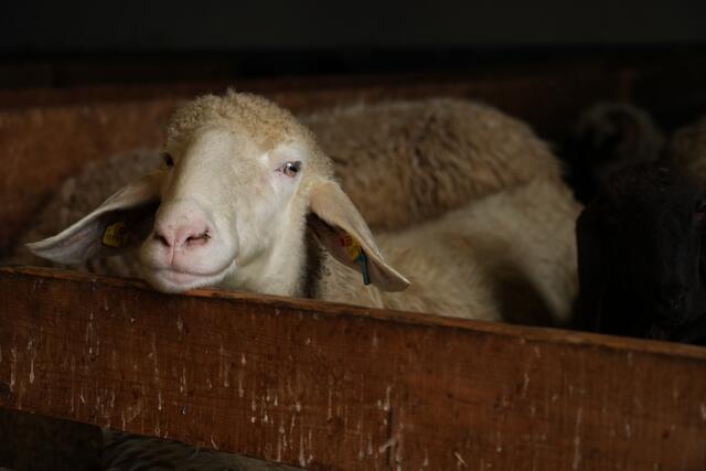 Foto: Julia Perktold