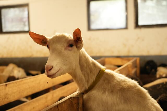 Foto: Julia Perktold