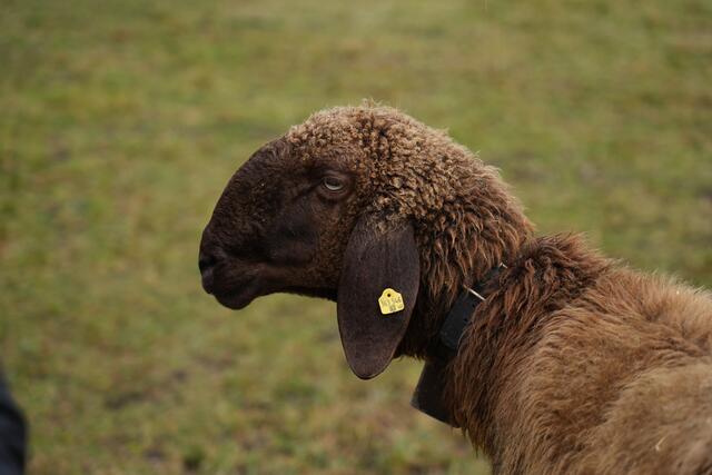 Foto: Julia Perktold