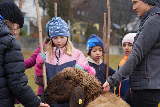 Die Schafe freuen sich über viele Streicheleinheiten. | Foto: Julia Perktold
