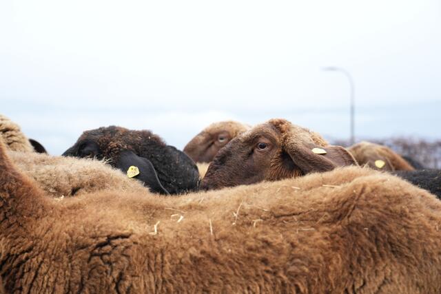 Foto: Julia Perktold