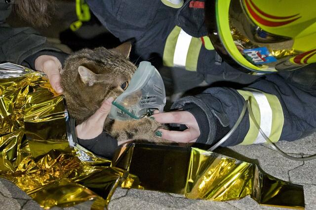 Diese Katze wurde von der Feuerwehr aus der Brandwohnung gerettet. | Foto: BFKDO BADEN / Stefan Schneider