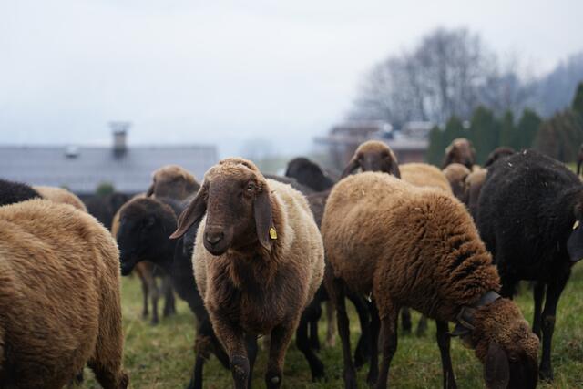 Foto: Julia Perktold