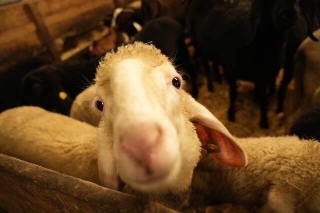 Foto: Julia Perktold