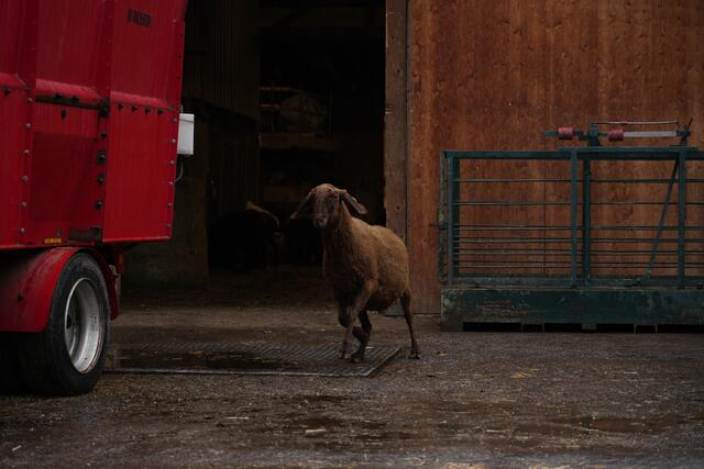 Foto: Julia Perktold