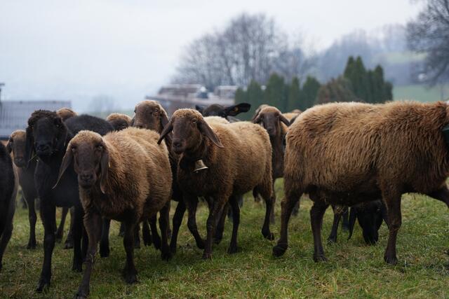 Foto: Julia Perktold