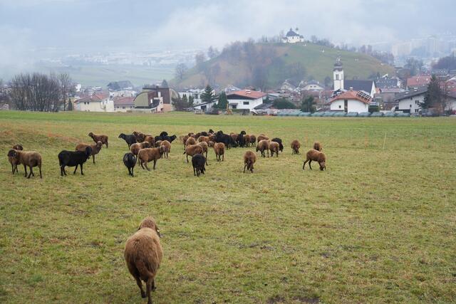 Foto: Julia Perktold