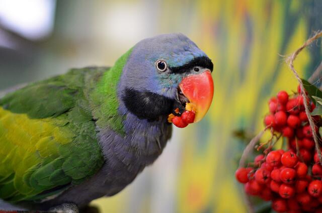 Bunt und neugierig. Im Papageienschutzzentrum kann man die Vögel zwar beobachten, die Papageien beobachten allerdings auch zurück. | Foto: ARGE Papageienschutz 