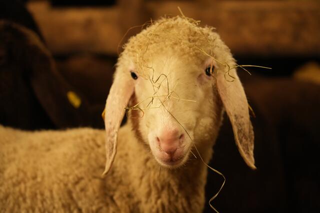 Foto: Julia Perktold