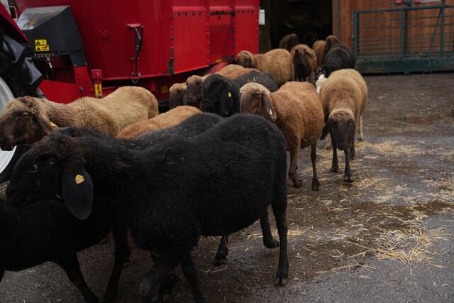 Foto: Julia Perktold