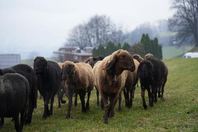 Foto: Julia Perktold