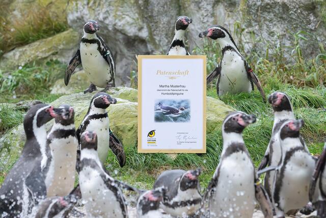 Beim Tiergarten Schönbrunn möchte man Menschen für eine Pinguin-Patenschaft animieren. | Foto: Daniel Zupanc/Tiergarten Schönbrunn
