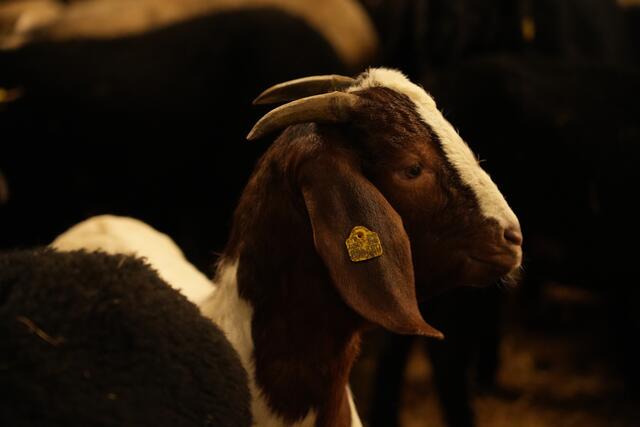 Foto: Julia Perktold