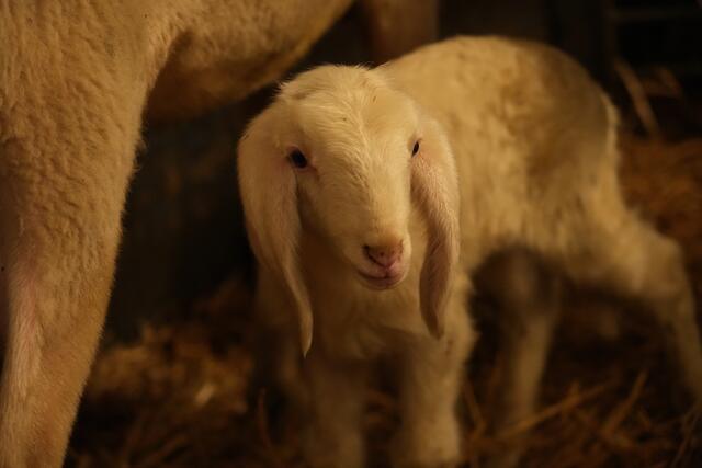 Foto: Julia Perktold