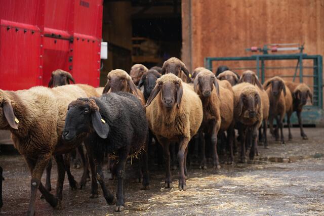 Foto: Julia Perktold